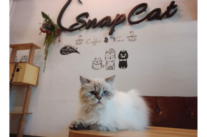 SnapCat shop อาบน้ำตัดขนสัตว์เลี้ยง & คาเฟ่แมวอินดี้ : ขอนแก่น