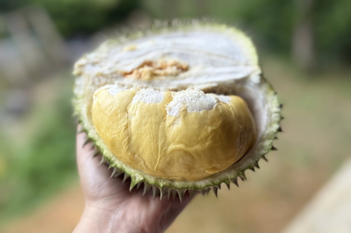 สวนลุงจี๊ด : พังงา