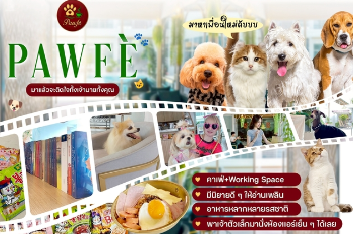 Pawfé Pet Friendly Cafe : ภูเก็ต