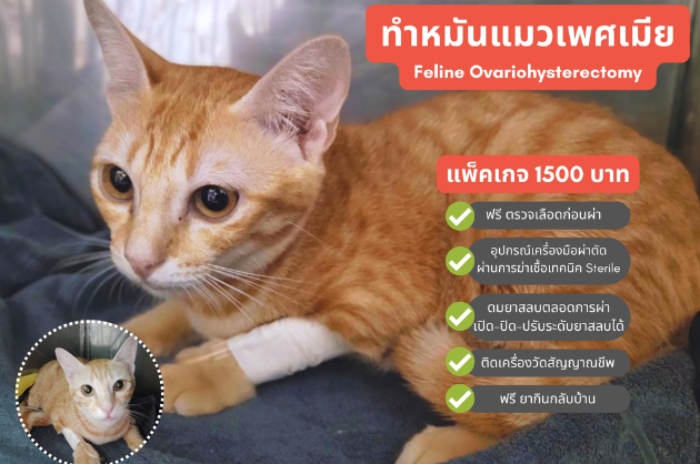 บริษัท เมืองตะวัน เพ็ท เฮลธ์ จำกัด : นครศรีธรรมราช